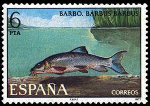 Colnect-650-625-Barbel-Barbus-barbus.jpg