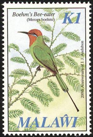 Colnect-864-279-B%C3%B6hm-s-Bee-eater-Merops-boehmi.jpg