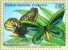 Colnect-138-615-Queen-Alexandra-s-Birdwing-Ornithoptera-alexandrae.jpg