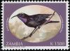 Colnect-1502-683-Amethyst-Sunbird-Chalcomitra-amethystina.jpg