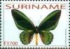 Colnect-3488-041-Common-Green-Birdwing-Ornithoptera-priamus.jpg