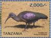 Colnect-5935-604-Hadada-Ibis-Bostrychia-hagedash.jpg