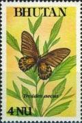 Colnect-2099-415-Golden-Birdwing-Troides-aeacus.jpg