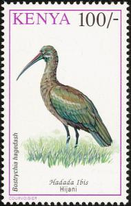 Colnect-753-981-Hadada-Ibis-Bostrychia-hagedash.jpg