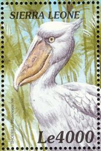 Colnect-3807-387-Shoebill-Balaeniceps-rex.jpg