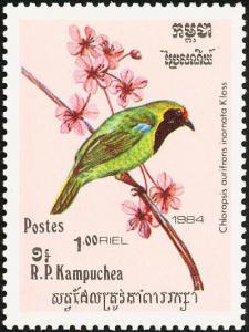 Colnect-1523-483-Golden-fronted-Leafbird-Chloropsis-aurifrons-inornata.jpg