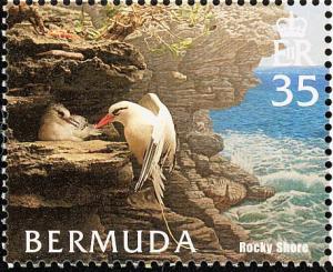 Colnect-2882-900-White-tailed-Tropicbird-Phaethon-lepturus-Rocky-Shore.jpg