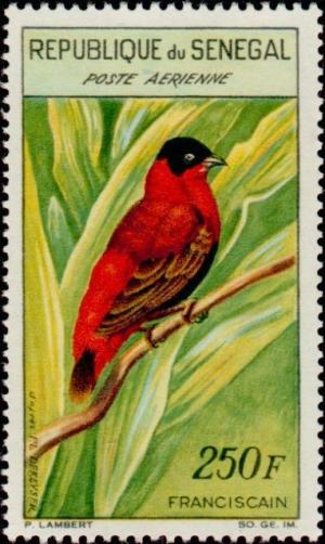 Colnect-504-442-Northern-Red-Bishop-Euplectes-franciscana.jpg