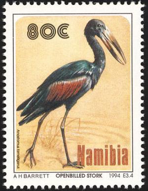 Colnect-867-802-African-Openbill-Anastomus-lamelligerus.jpg