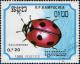 Colnect-3129-614-Seven-spot-Ladybird-Coccinella-septempunctata.jpg