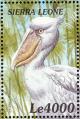 Colnect-3807-387-Shoebill-Balaeniceps-rex.jpg