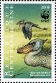 Colnect-4383-455-Shoebill-Balaeniceps-rex.jpg