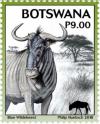 Colnect-5177-696-Blue-Wildebeest.jpg