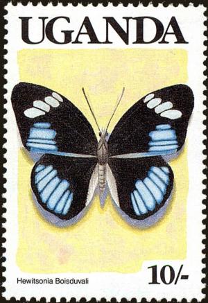 Colnect-4282-005-Large-Tiger-Blue-Hewitsonia-boisduvalii.jpg