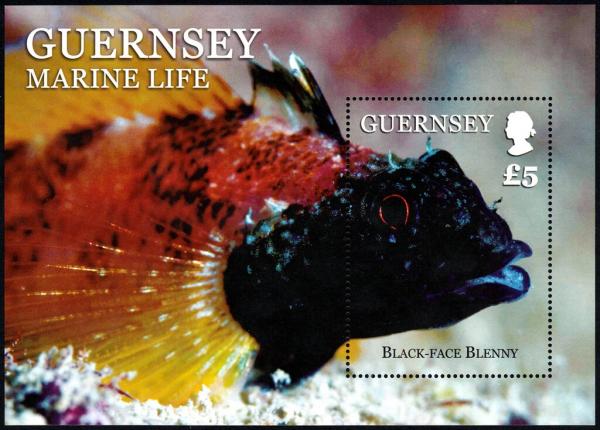 Colnect-5473-249-Black-faced-Blenny-Tripterygion-delaisi-.jpg