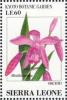 Colnect-4207-993-Bletilla-striata.jpg