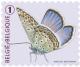 Colnect-2286-142-Common-Blue-Polyommatus-icarus.jpg