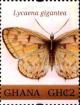 Colnect-3455-651-Giant-Blue-Lycaena-gigantea.jpg