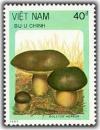 Colnect-1634-327-Bronze-boletus-Boletus-aereus.jpg