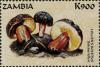 Colnect-3056-487-Boletus-lelleri.jpg