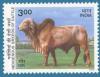 Colnect-548-003-Gir-Zebu-Bos-primigenius-indicus-.jpg