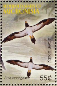 Colnect-1620-607-Brown-Booby-Sula-leucogaster.jpg