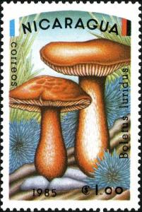 Colnect-4898-576-Boletus-luridus.jpg