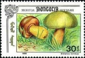 Colnect-1259-291-Boletus-luridus.jpg