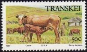 Colnect-1713-657-Cattle-Bos-primigenius-taurus.jpg