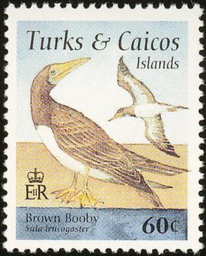 Colnect-1764-391-Brown-Booby-Sula-leucogaster.jpg