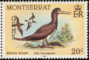 Colnect-1785-077-Brown-Booby-Sula-leucogaster.jpg