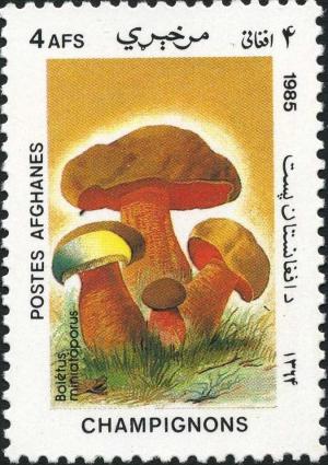 Colnect-2025-598-Dotted-stem-bolete-Boletus-luridiformis.jpg