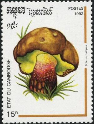 Colnect-2038-933-Boletus-calopus.jpg