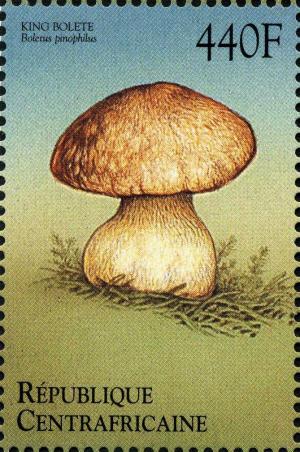 Colnect-2999-202-Boletus-pinfilus.jpg