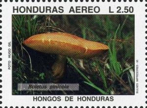 Colnect-3106-855-Boletus-pinicola.jpg