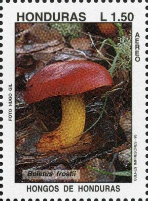 Colnect-3106-859-Boletus-frostii.jpg