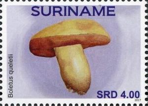 Colnect-4561-911-Boletus-quelitti.jpg