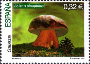 Colnect-571-656-Bolete-Mushroom.jpg