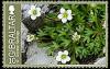 Colnect-2453-311-Gibraltar-saxifraga.jpg