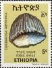 Colnect-2068-039-Terebratula--abyssinica.jpg