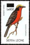 Colnect-3561-474-Yellow-crowned-Gonolek-nbsp--nbsp--nbsp--nbsp-Laniarius-barbarus.jpg