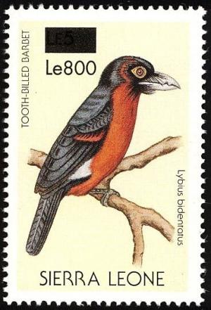 Colnect-3561-471-Double-toothed-Barbet-nbsp--nbsp--nbsp--nbsp-Lybius-bidentatus.jpg