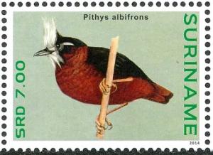 Colnect-3837-189-White-plumed-Antbird-nbsp--nbsp--nbsp--nbsp-Pithys-albifrons.jpg