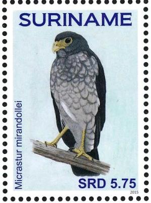 Colnect-3837-204-Slaty-backed-Forest-Falcon-nbsp--nbsp--nbsp--nbsp-Micrastur-mirandollei.jpg