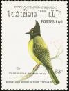 Colnect-1613-076-Black-crested-Bulbul-Pycnonotus-melanicterus.jpg