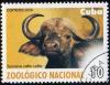 Colnect-1770-641-African-Buffalo-Syncerus-caffer.jpg