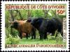 Colnect-6142-452-African-Buffalo-Syncerus-caffer.jpg