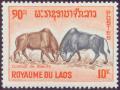 Colnect-316-892-Buffaloes-Bubalus-bubalis-fighting-.jpg