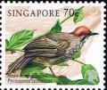 Colnect-5062-456-Straw-headed-Bulbul-Pycnonotus-zeylanicus.jpg