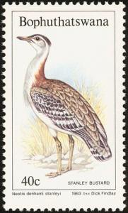 Colnect-1456-689-Denham-s-Stanley-s-Bustard-Eupodotis-denhami-stanleyi.jpg